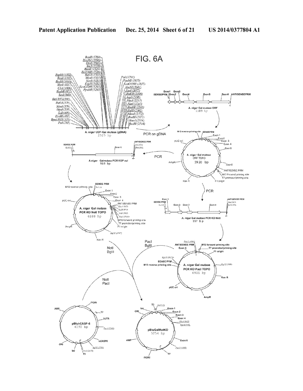 Filamentous Fungi Having Reduced UDP-Galactofuranose Content - diagram, schematic, and image 07