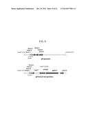 Filamentous Fungi Having Reduced UDP-Galactofuranose Content diagram and image