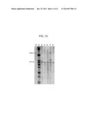 Filamentous Fungi Having Reduced UDP-Galactofuranose Content diagram and image