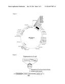 METHOD FOR PRODUCING POLYPEPTIDE FRAGMENT WITH HIGH EFFICIENCY, WHICH IS     SUITABLE FOR NCL METHOD diagram and image