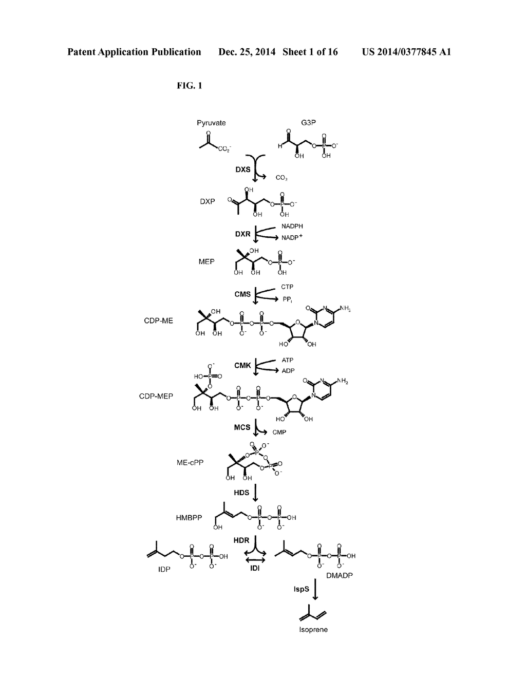 Isoprene Production - diagram, schematic, and image 02