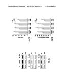 LKB1/STK11 DELETION IN MELANOMA AND RELATED METHODS diagram and image