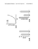 LKB1/STK11 DELETION IN MELANOMA AND RELATED METHODS diagram and image