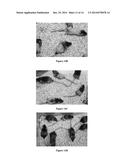 Small Molecule Xanthine Oxidase Inhibitors and Methods of Use diagram and image