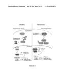 TRANSCRIPTIONAL REPRESSION LEADING TO PARKINSON S DISEASE diagram and image