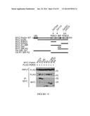 TRANSCRIPTIONAL REPRESSION LEADING TO PARKINSON S DISEASE diagram and image