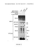 TRANSCRIPTIONAL REPRESSION LEADING TO PARKINSON S DISEASE diagram and image