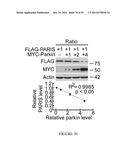 TRANSCRIPTIONAL REPRESSION LEADING TO PARKINSON S DISEASE diagram and image