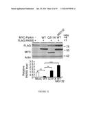 TRANSCRIPTIONAL REPRESSION LEADING TO PARKINSON S DISEASE diagram and image