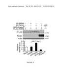 TRANSCRIPTIONAL REPRESSION LEADING TO PARKINSON S DISEASE diagram and image