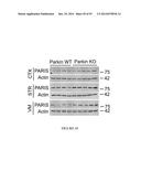 TRANSCRIPTIONAL REPRESSION LEADING TO PARKINSON S DISEASE diagram and image