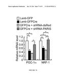 TRANSCRIPTIONAL REPRESSION LEADING TO PARKINSON S DISEASE diagram and image