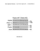 TRANSCRIPTIONAL REPRESSION LEADING TO PARKINSON S DISEASE diagram and image