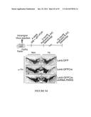 TRANSCRIPTIONAL REPRESSION LEADING TO PARKINSON S DISEASE diagram and image