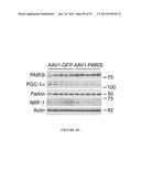 TRANSCRIPTIONAL REPRESSION LEADING TO PARKINSON S DISEASE diagram and image