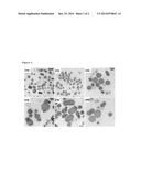 UTILIZATION OF THE NOVEL, ENVIRONMENTAL ISOLATE PSEUDOMONAS sp. IPB-A36     FOR THE EFFICIENT PRODUCTION OF mcl/lcl-PHAs and SPECIALTY-PHAs diagram and image