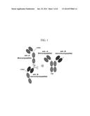 PROTEIN COMPLEX, BISPECIFIC ANTIBODY INCLUDING THE PROTEIN COMPLEX, AND     METHOD OF PREPARATION THEREOF diagram and image