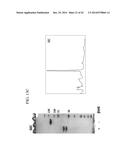 PROTEIN COMPLEX, BISPECIFIC ANTIBODY INCLUDING THE PROTEIN COMPLEX, AND     METHOD OF PREPARATION THEREOF diagram and image