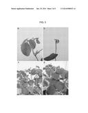 SOYBEAN RESISTANT TO CYST NEMATODES diagram and image