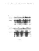 METHODS OF USING 3-HYDROXY-3-METHYLGLUTARYL-COA SYNTHASE TO ENHANCE GROWTH     AND/OR SEED YIELD OF GENETICALLY MODIFIED PLANTS diagram and image