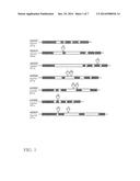 Disruption of CKX3 and at least one other CKX gene in a plant or plant     cell leads to improved traits diagram and image