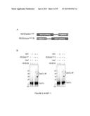 Catalytic Tagging System to Study Macro-Molecular Interactions Using     Engineered Ubiquitin Ligase and Ubiquitin-Like Proteins to Facilitate     Substrate Identification diagram and image