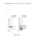 Catalytic Tagging System to Study Macro-Molecular Interactions Using     Engineered Ubiquitin Ligase and Ubiquitin-Like Proteins to Facilitate     Substrate Identification diagram and image