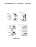 Catalytic Tagging System to Study Macro-Molecular Interactions Using     Engineered Ubiquitin Ligase and Ubiquitin-Like Proteins to Facilitate     Substrate Identification diagram and image