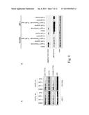 METHODS FOR TREATMENT OF BREAST CANCER NONRESPONSIVE TO TRASTUZUMAB diagram and image