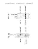 PHARMACEUTICALS AND METHODS FOR TREATING HYPOXIA  AND SCREENING METHODS     THEREFOR diagram and image