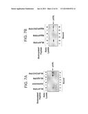 PHARMACEUTICALS AND METHODS FOR TREATING HYPOXIA  AND SCREENING METHODS     THEREFOR diagram and image