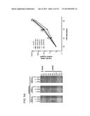 METHODS AND CELLS FOR THE PRODUCTION OF VIRAL VACCINES diagram and image