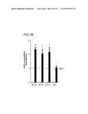 METHODS AND CELLS FOR THE PRODUCTION OF VIRAL VACCINES diagram and image