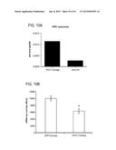 METHODS AND CELLS FOR THE PRODUCTION OF VIRAL VACCINES diagram and image