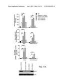 METHODS AND CELLS FOR THE PRODUCTION OF VIRAL VACCINES diagram and image