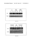 METHODS AND USE OF INDUCING APOPTOSIS IN CANCER CELLS diagram and image