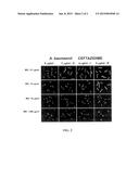 METHOD FOR THE RAPID DETERMINATION OF SUSCEPTIBILITY OR RESISTANCE OF     BACTERIA TO ANTIBIOTICS diagram and image