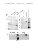 DEVICE AND METHODS FOR THE IMMUNOLOGICAL IDENTIFICATION OF CEREBROSPINAL     FLUID diagram and image