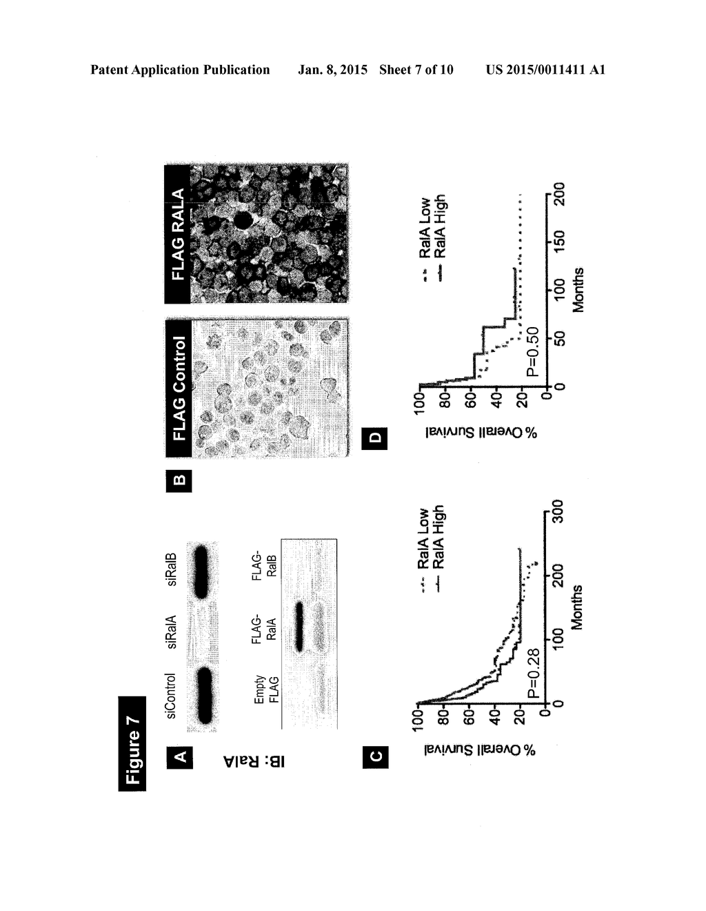 BIOMARKERS OF CANCER - diagram, schematic, and image 08