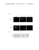 DRY FILM, PRINTED WIRING BOARD USING SAME, METHOD FOR PRODUCING PRINTED     WIRING BOARD, AND FLIP CHIP MOUNTING SUBSTRATE diagram and image