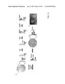 CARRIER THAT TARGETS FUCOSYLATED MOLECULE-PRODUCING CELLS diagram and image