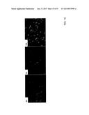 CARRIER THAT TARGETS FUCOSYLATED MOLECULE-PRODUCING CELLS diagram and image