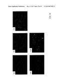 CARRIER THAT TARGETS FUCOSYLATED MOLECULE-PRODUCING CELLS diagram and image