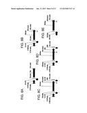 SELECTIVE CELL TARGETING USING ADENOVIRUS AND CHEMICAL DIMERS diagram and image