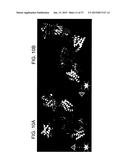 SELECTIVE CELL TARGETING USING ADENOVIRUS AND CHEMICAL DIMERS diagram and image