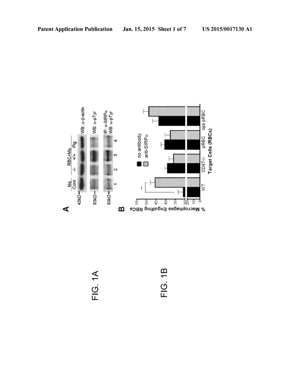 METHODS AND COMPOSITIONS FOR INHIBITION OF IMMUNE RESPONSES - diagram, schematic, and image 02