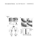 EMT-INDUCING TRANSCRIPTION FACTORS COOPERATE WITH SOX9 diagram and image