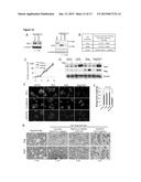 EMT-INDUCING TRANSCRIPTION FACTORS COOPERATE WITH SOX9 diagram and image