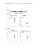 METHODS FOR ENGINEERING ALLOGENEIC AND HIGHLY ACTIVE T CELL FOR     IMMUNOTHERAPY diagram and image