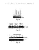 BACTERIAL MEDIATED THF ALPHA GENE SILENCING diagram and image